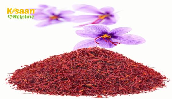 उच्च आयात, कमजोर मांग के कारण केसर की कीमत 15% कम उच्च आयात, कमजोर मांग के कारण केसर की कीमत 15% कम